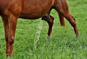 夜間の頻尿を改善する方法は？