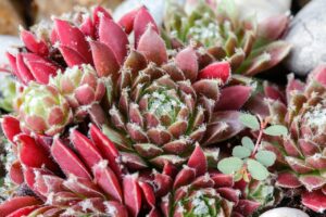 内臓脂肪対策に効果的なサプリのおすすめは？