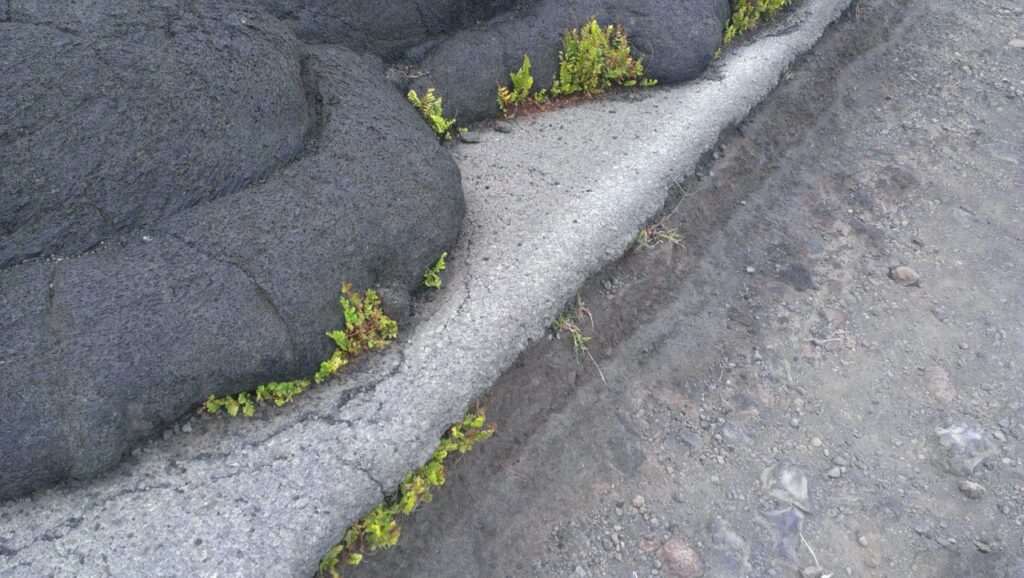 動脈硬化を予防するために効果的な食事は？