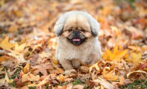 動脈硬化を改善するための食事にはどんな選択肢がある？