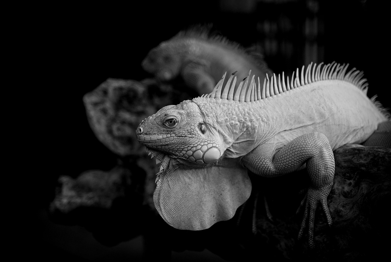 生活習慣病を予防するためのおすすめ食事メニューは？